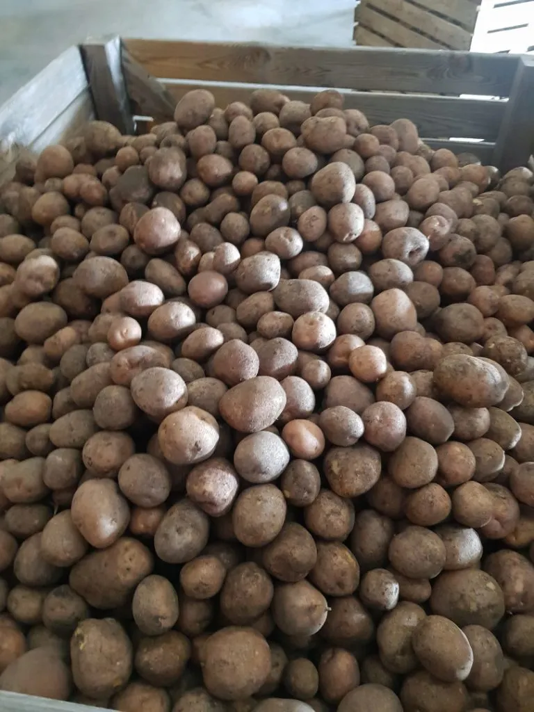 картофель урожай 2019г в Минеральные Воды 3